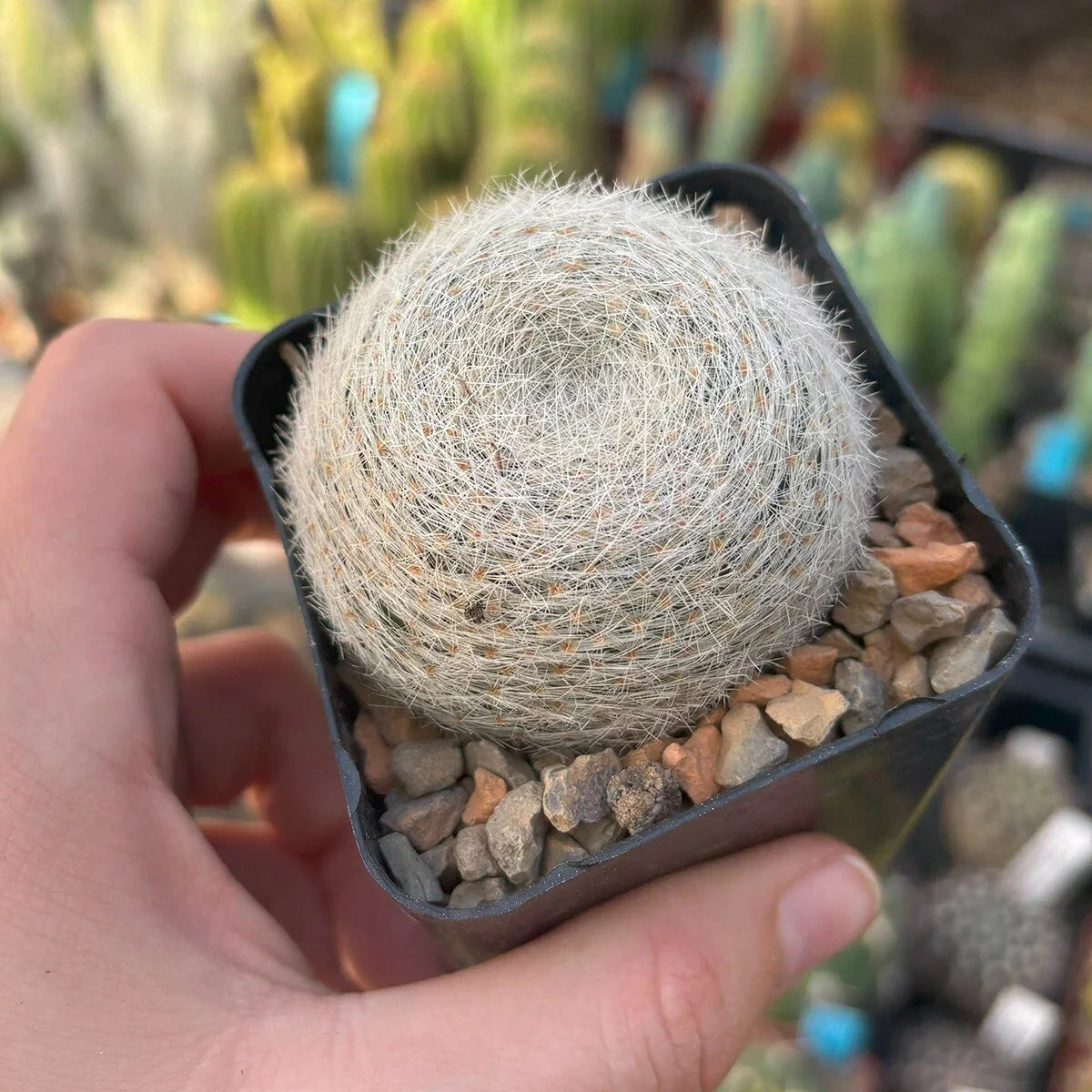 Live Rooted Cacti - Mammillaria lenta Succulent Plant in 4-Inch Pot for Indoor & Outdoor Decor