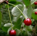 Black Cherry Tree Seeds 10 Pack Organic Wild Prunus serotina for Landscaping & Wildlife