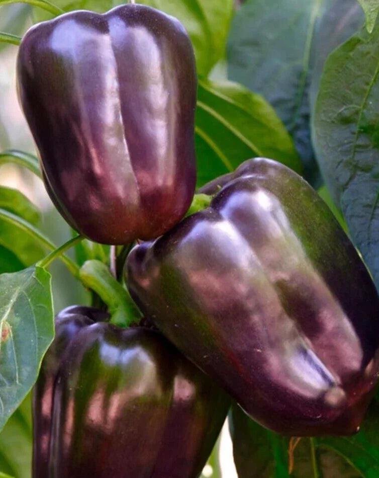 Sweet Purple Beauty Pepper Seeds - 25 Premium Capsicum annuum for Garden, Container, or Raised Bed Cultivation