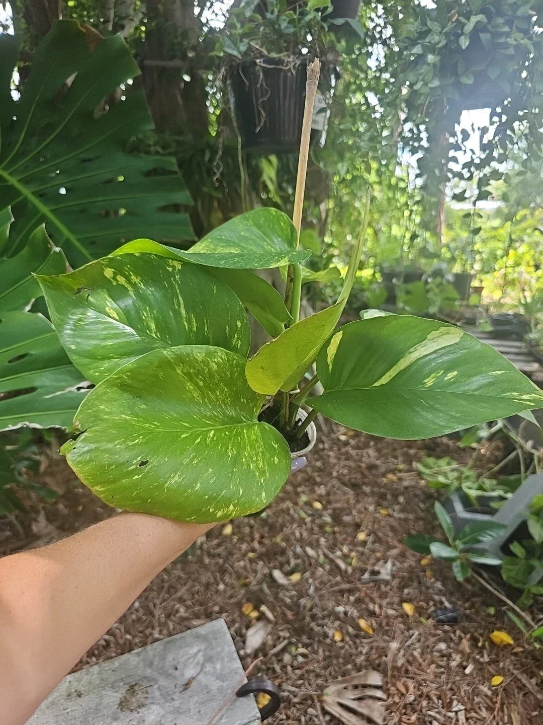 Giant Variegated Golden Pothos Plant Climbing Hawaiian Epipremnum aureum in 3" Pot