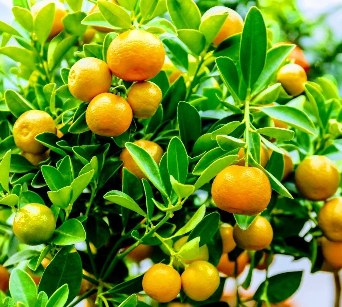Calamondin Orange Tree - 3 Gallon Potted Citrus x microcarpa, Fruiting Calamansi, Compact Indoor/Outdoor Citrus Tree