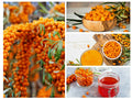 Seaberry Seeds - 50+ Sea Buckthorn Fruit Tree Seeds for Edible Berries, Medicinal Plant, Hippophae rhamnoides
