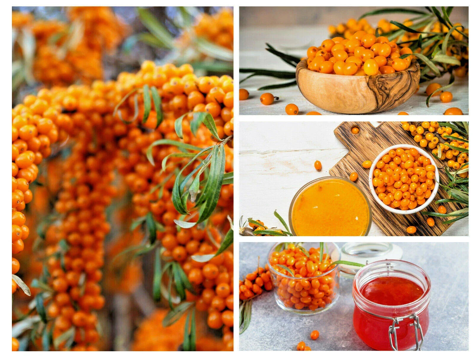 Seaberry Seeds - 50+ Sea Buckthorn Fruit Tree Seeds for Edible Berries, Medicinal Plant, Hippophae rhamnoides