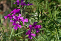 Clarkia Pulchella Seeds - 200 Count Deerhorn Clarkia Non-GMO Flower Seeds