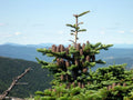 Canaan Fir Seeds, 30 Pack, Abies balsamea var. phanerolepis, Evergreen Tree Seeds for Planting, Conifer Seeds for Landscaping