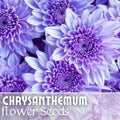 Chrysanthemum morifolium Seeds - Faded Lilac Mum Flower Seeds, Annual Garden Seeds, 200+ Seeds