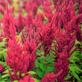 Red Garnet Amaranth Seeds - 2000+ Count, Tropical Amaranthus cruentus, Edible Foliage, Garden, Landscaping, Non-GMO