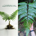 Rare LIVE 7" Cyathus Borinquena Tree Fern - Exotic Tropical Indoor & Outdoor Plant