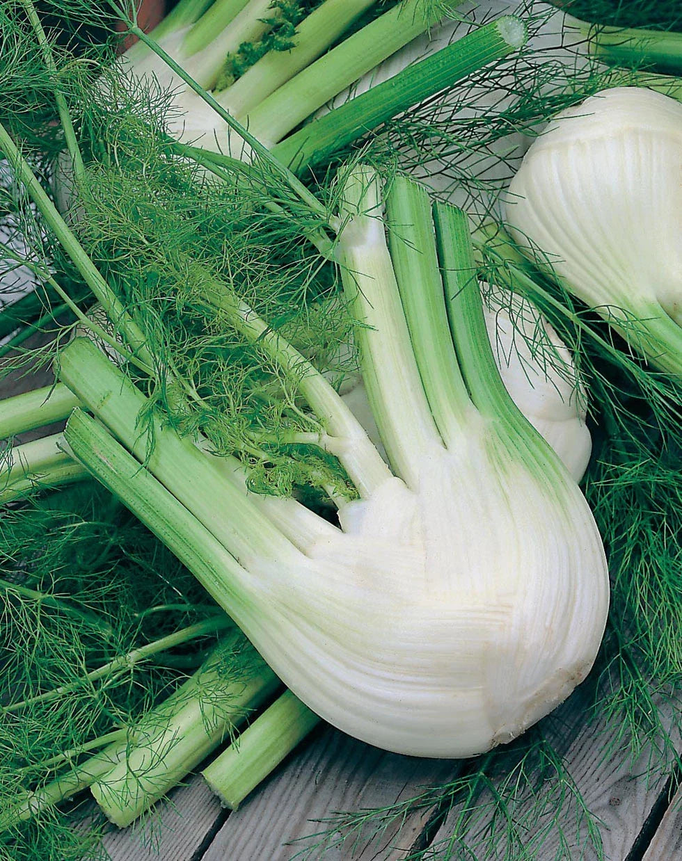 Florence Fennel Herb Seeds - 100+ Non-GMO Foeniculum vulgare var. dulce for Culinary Gardens & Containers