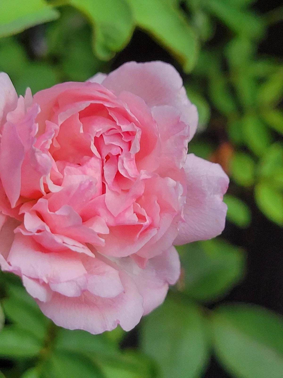 Pink Climbing Rose Cuttings - 5-8" Unrooted Pink Garden Rose Rosa 'Climbing Pink'