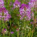 Rocky Mountain Bee Plant Seeds, 50 Count, Pink & Purple Flowers, Cleome Serrulata, Annual Pollinator Garden Seeds