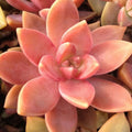 Graptopetalum California Sunset Succulent Plant - 2.5" Rooted Pot - Vibrant Orange Pink Foliage