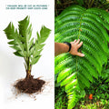 LIVE Bare Root Cyathea Horrida Tree Fern - 1 Foot Tall Tropical Plant for Shade Gardens