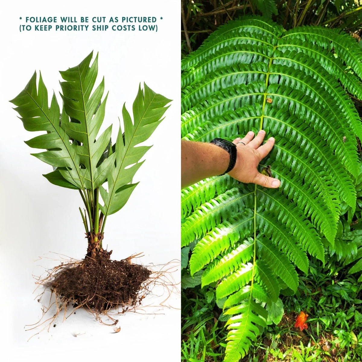 LIVE Bare Root Cyathea Horrida Tree Fern - 1 Foot Tall Tropical Plant for Shade Gardens