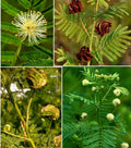 30+ Illinois Bundleflower Seeds - Prairie Mimosa, Desmanthus illinoensis, Native Wildflower Seeds for Pollinator Gardens