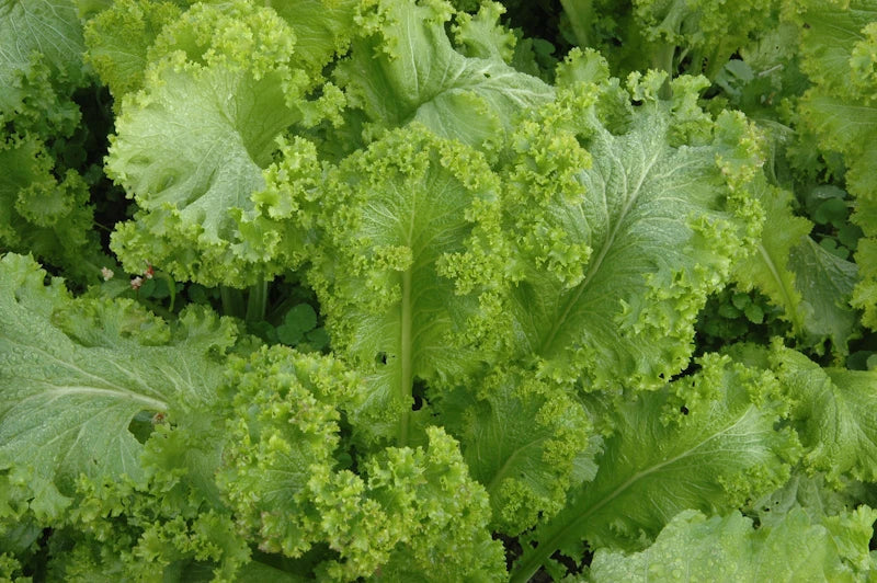 Green Wave Mustard Seeds - Brassica juncea for Planting, Fresh Non-GMO Seeds, Fast-Growing, Salad Greens, Container Gardening