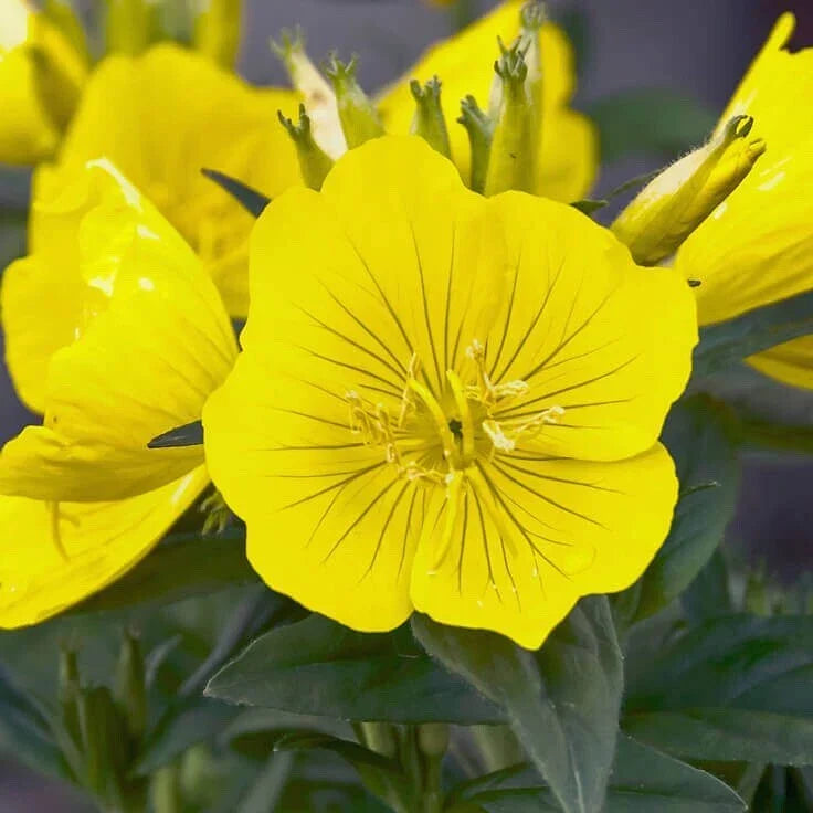 Organic Evening Primrose Seeds - 500+ Oenothera biennis Heirloom Flower Seeds for Garden Planting