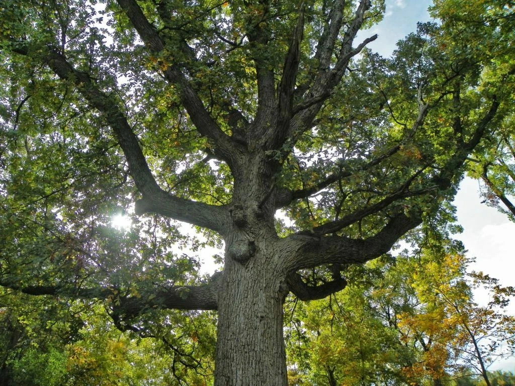Bur Oak Seedlings 13-18" Deciduous Quercus macrocarpa with Free Orange Tree (2 Pack)