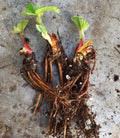 Seascape Strawberry Plants - Certified Organic Everbearing Bare-Root Fragaria × ananassa, 50 Plants