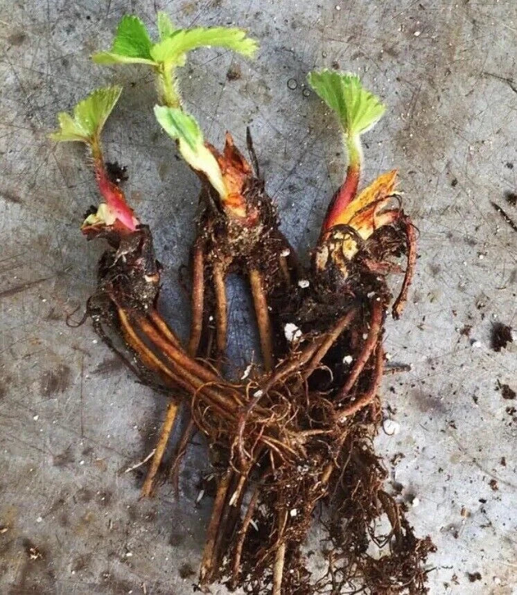 Seascape Strawberry Plants - Certified Organic Everbearing Bare-Root Fragaria × ananassa, 50 Plants