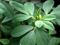 Fenugreek Herb Seeds - Heirloom Trigonella Foenum-Graecum - Culinary Herb Seeds for Cooking & Gardening