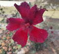 Cranberry Hibiscus Live Plant 4" Pot Hibiscus acetosella Tropical False Roselle Indoor Garden