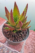 Golden Toothed Aloe Plant - 7" Mature Aloe Nobilis Succulent for Indoor & Outdoor Gardens