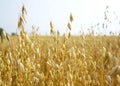 Organic Oats Seeds for Planting - Non-GMO Avena sativa, Full Sun, 2 oz Seed Pack