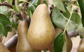 Beurre Bosc Pear Seeds - 25+ Pyrus communis Fruit Tree Seeds for Garden Planting, Juicy Pears, Non-GMO, USA