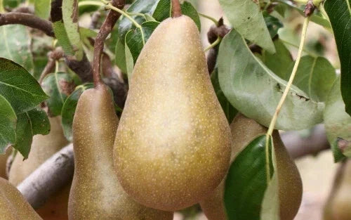 Beurre Bosc Pear Seeds - 25+ Pyrus communis Fruit Tree Seeds for Garden Planting, Juicy Pears, Non-GMO, USA