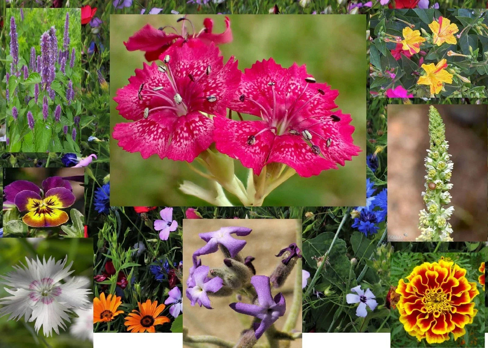Aromatic Mix Seeds - 15+ Fragrant Varieties for Gardens & Landscaping - 300+ Fast-Growing Seeds