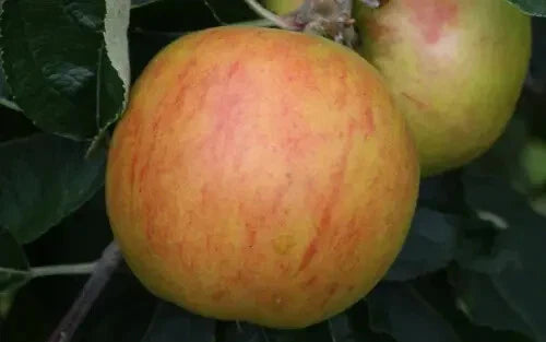 Holstein Apple Seeds - 25+ Fruit Seeds for Home Garden, Malus domestica, USA Grown, Easy to Grow, Free Shipping