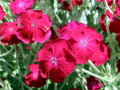 Rose Campion Seeds 200 Pack - Magenta Flowers, Fuzzy White Leaves, Lychnis Coronaria, Perennial Garden Seeds