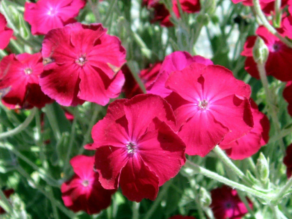 Rose Campion Seeds 200 Pack - Magenta Flowers, Fuzzy White Leaves, Lychnis Coronaria, Perennial Garden Seeds