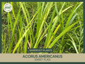 Bare Root Sweet Flag Plant | Acorus americanus | Live Medicinal Plant for Water Gardens & Erosion Control