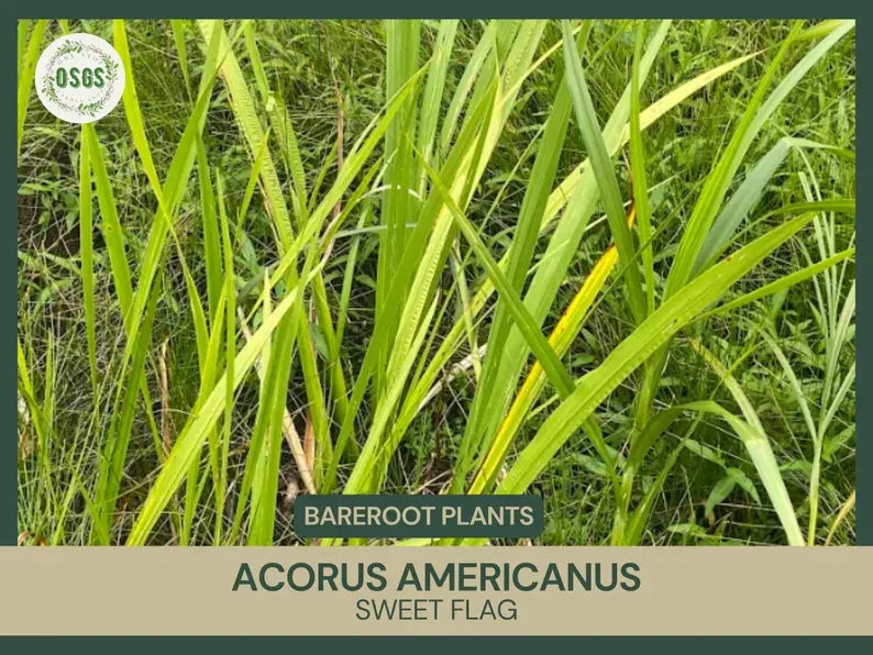 Bare Root Sweet Flag Plant | Acorus americanus | Live Medicinal Plant for Water Gardens & Erosion Control