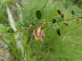 Royal Snoutbean Seeds – Organic 5+ Rhynchosia cytisoides Native Florida Plant for Landscaping & Wildlife