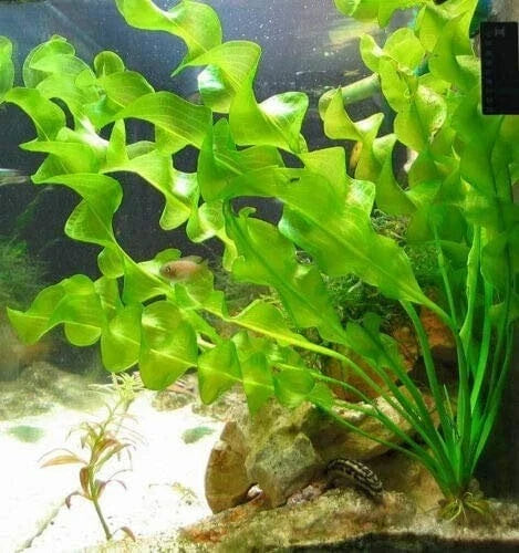 Aponogeton Ulvaceus Bulb - Freshwater Aquarium Pond Plant - Easy to Grow Aquatic Plant