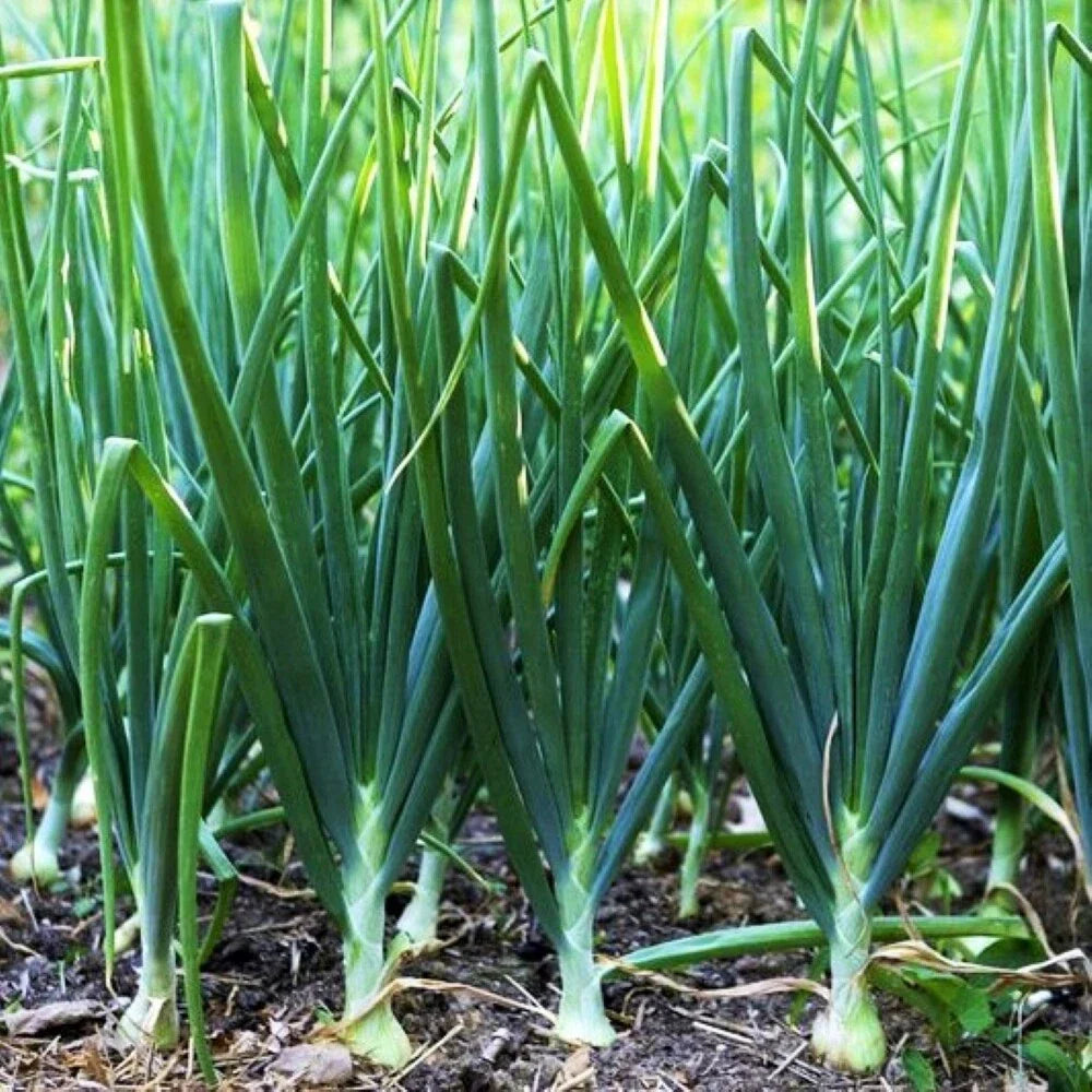 Tokyo Long White Scallion Seeds | Allium fistulosum | Green Spring Onion Chives | Organic, Non-GMO, for Garden & Containers
