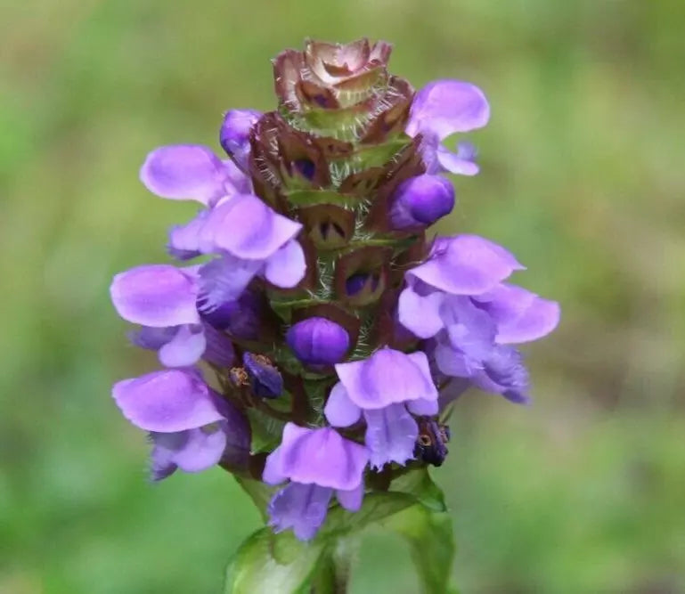 Heal All Herb Seeds - 200+ Prunella vulgaris Perennial Flower Seeds for Garden, Non-GMO, Easy to Grow, Medicinal Herb Seeds