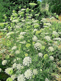 Queen Anne's Lace Seeds 1000 Count Wild Carrot Daucus Carota Bulk Wildflower Seeds for Gardens and Pollinator Attracting