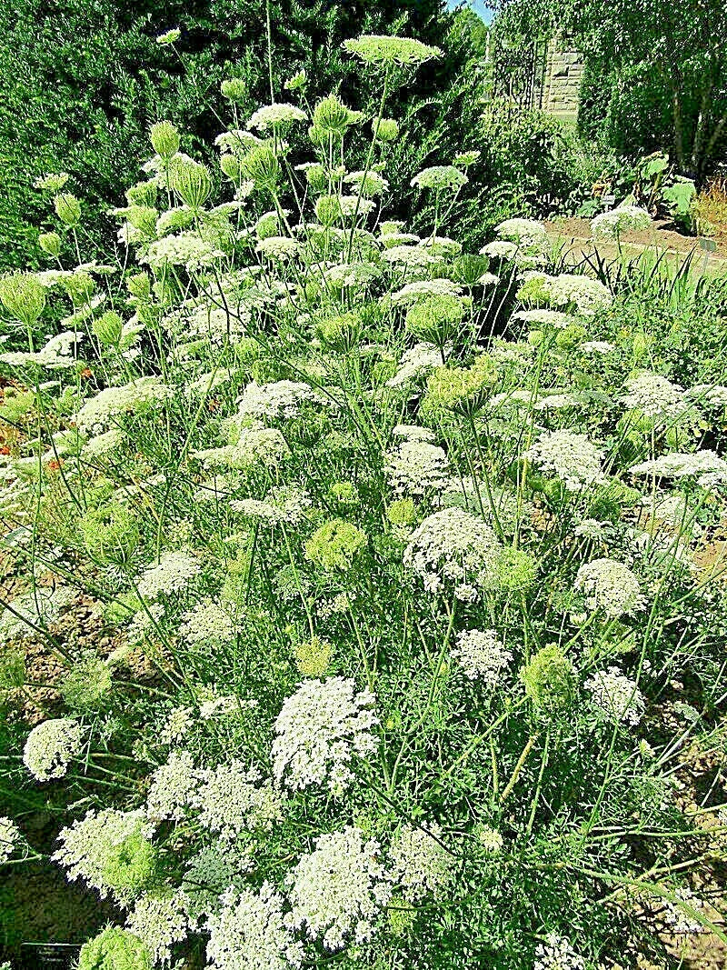 Queen Anne's Lace Seeds 1000 Count Wild Carrot Daucus Carota Bulk Wildflower Seeds for Gardens and Pollinator Attracting