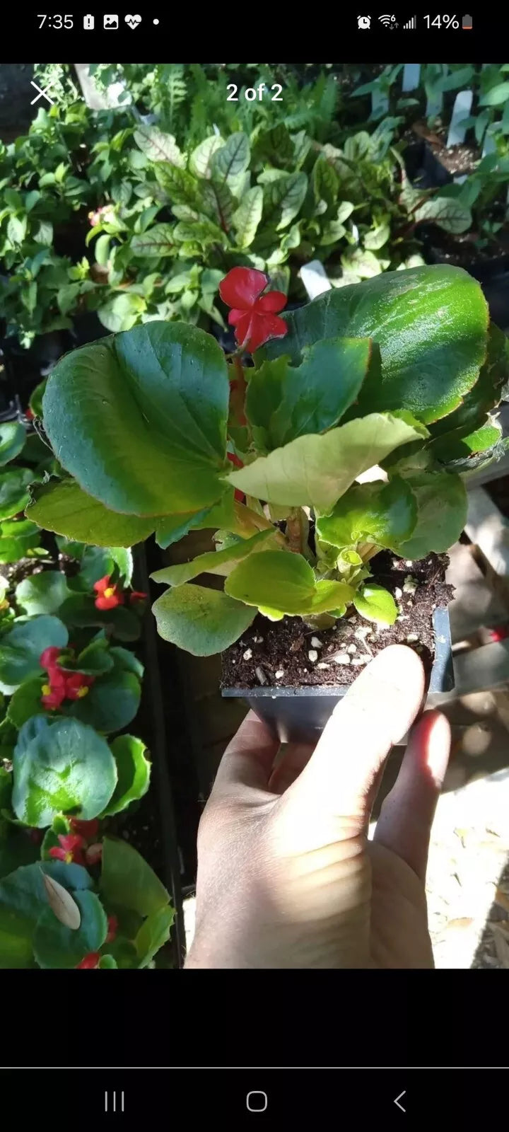 Red Dragon Wing Begonia Live Plant in 2.5-Inch Pot, Begonia x erythrophylla, Indoor Houseplant, Vibrant Foliage