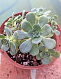 Aeonium Haworthii Potted Plant - Large 6" Succulent Houseplant, Mature 4 Years Old, Compact Rosettes, Easy Care