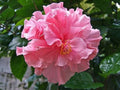 Double Pink Hibiscus Seeds - Perennial Exotic Flower Seeds for Garden Beds & Containers - Hibiscus rosa-sinensis