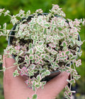 Sedum 'Little Missy' Succulent Live Plant 4-Inch Bare Root, Drought-Tolerant Ground Cover, Indoor/Outdoor Garden Decor