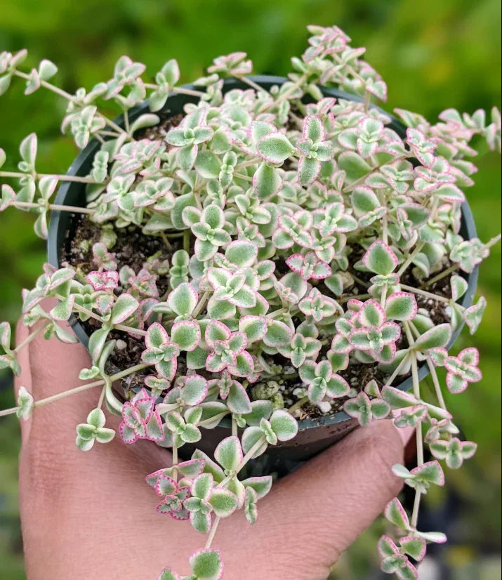 Sedum 'Little Missy' Succulent Live Plant 4-Inch Bare Root, Drought-Tolerant Ground Cover, Indoor/Outdoor Garden Decor