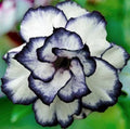Black White Desert Rose Seeds - Adenium Obesum Exotic Perennial Flower Seeds, 4 Pack