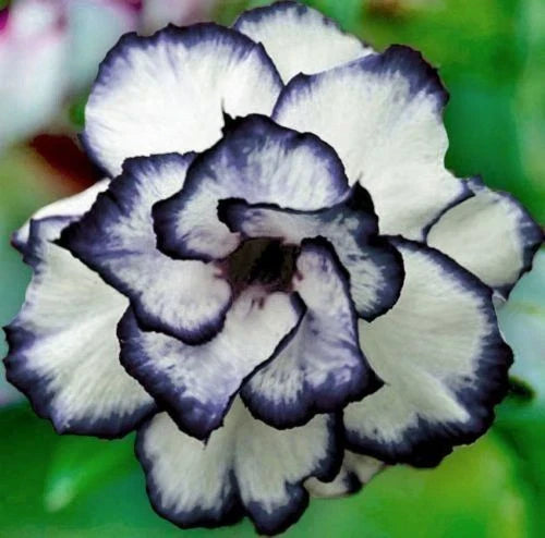 Black White Desert Rose Seeds - Adenium Obesum Exotic Perennial Flower Seeds, 4 Pack