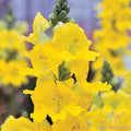 Chantilly Yellow Snapdragon Seeds - 1000+ Pack, Antirrhinum majus, Garden Flower Seeds for Borders & Containers, USA